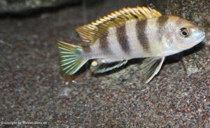 Labidochromis sp. 'perlmutt'